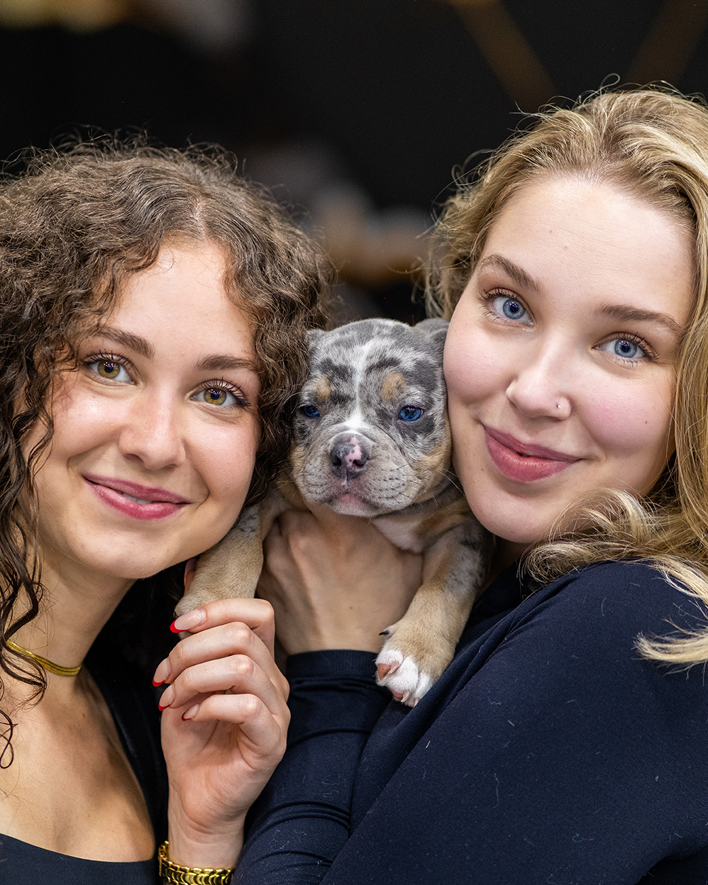 Campaign photograph of a bully dog featured in the project