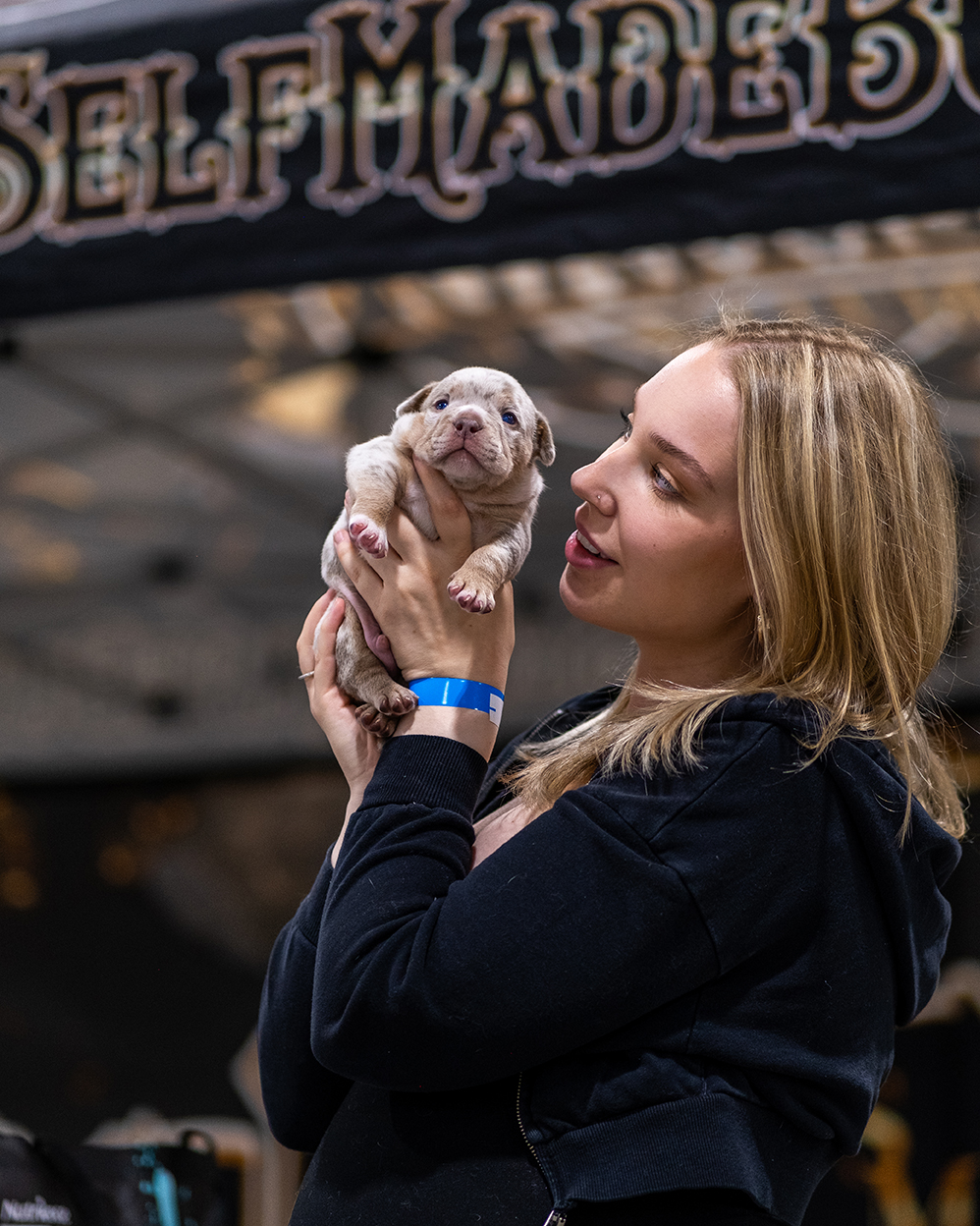 Promotional bully dog photography from the campaign