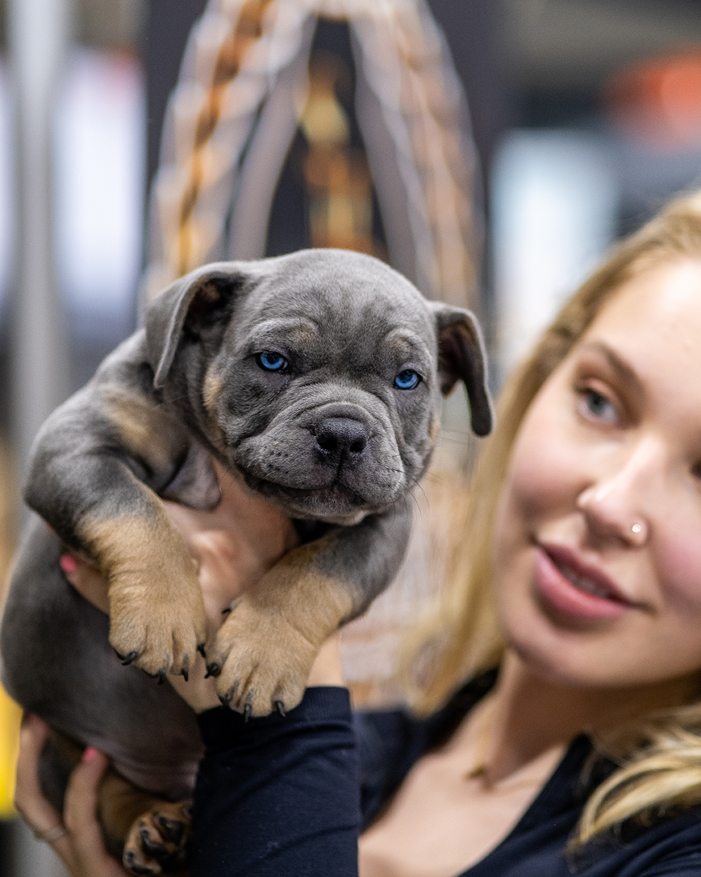Bully dog promotional image captured for social content