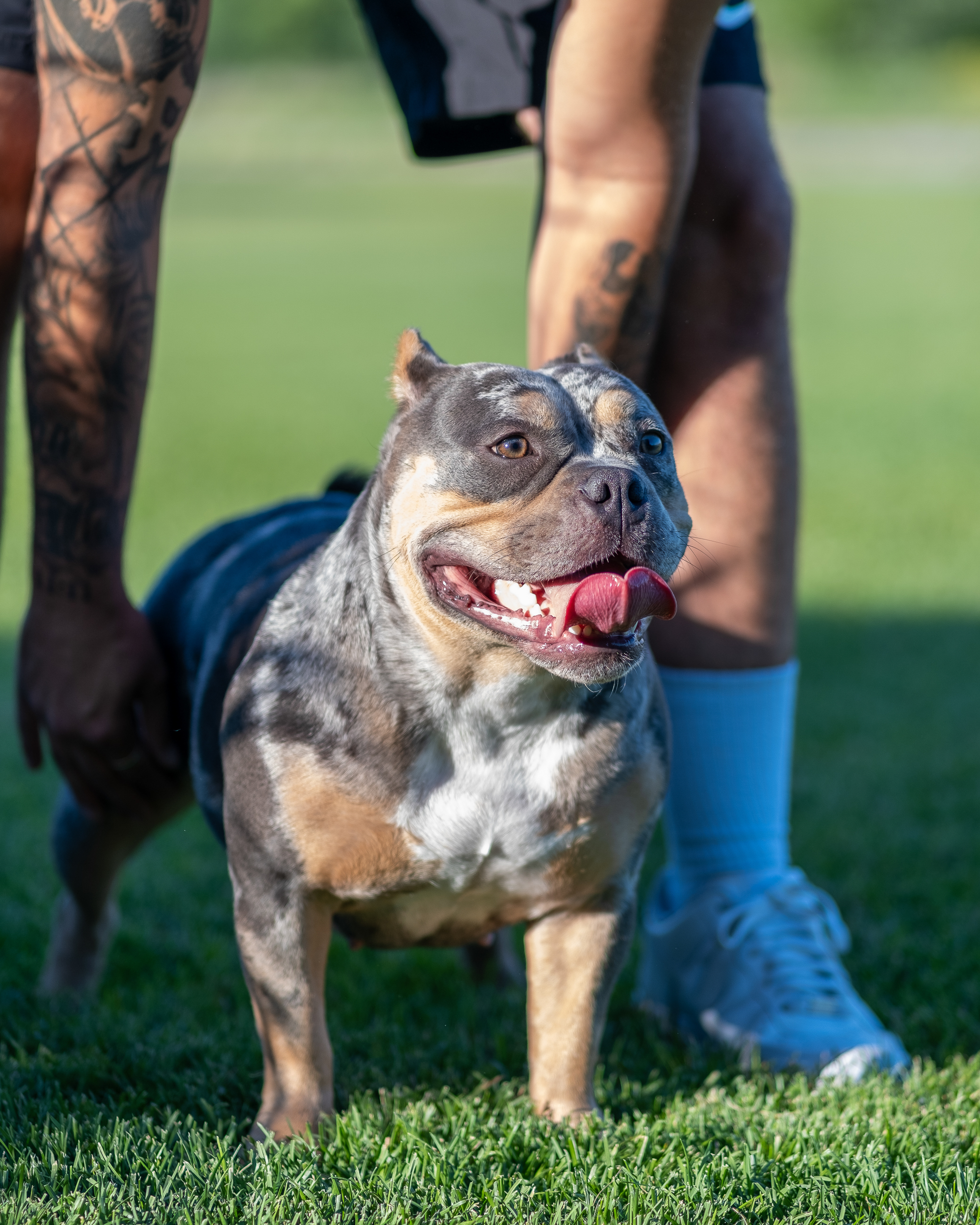 Bulldog photographed outdoors during a summer session