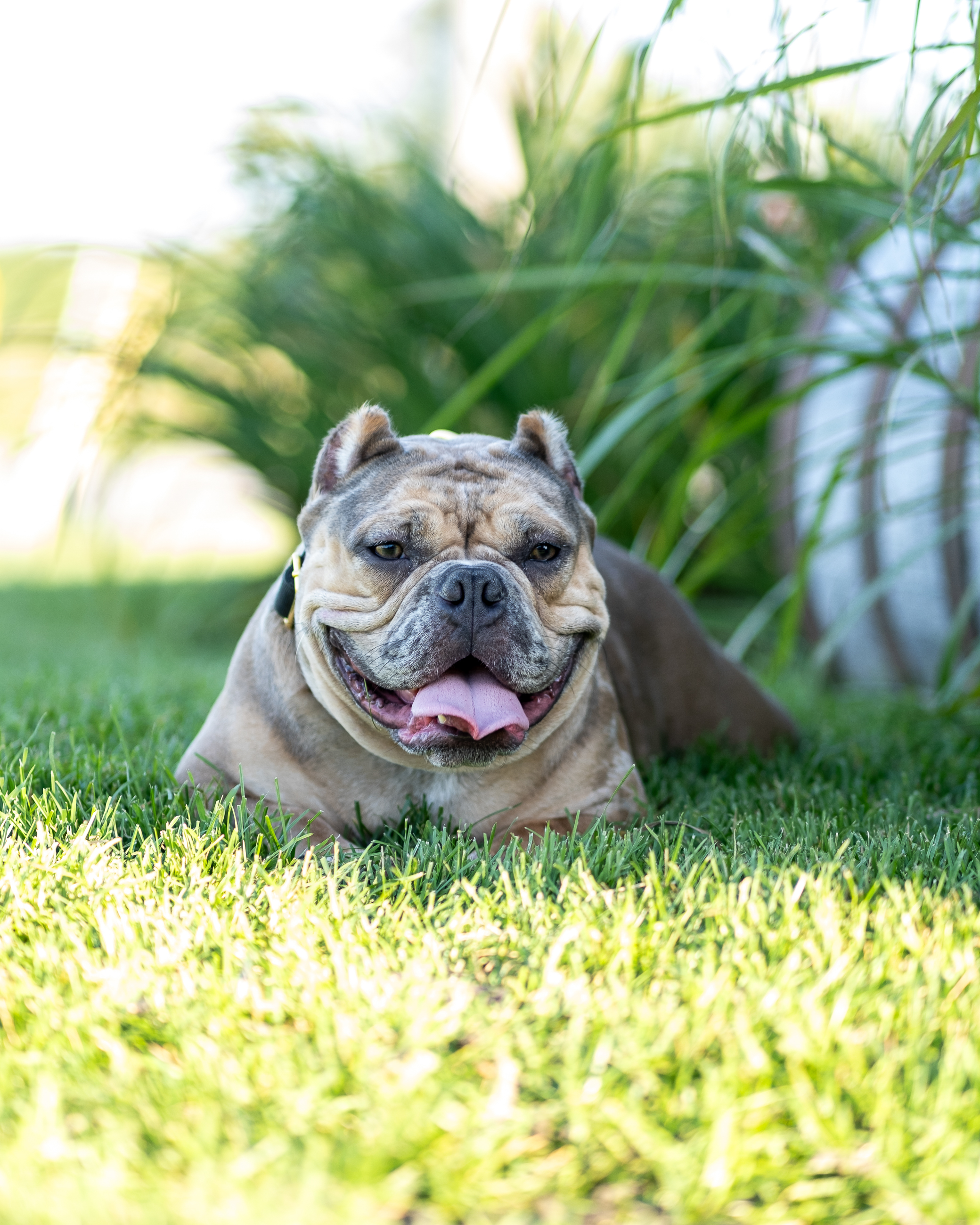 Outdoor bulldog photography with a polished summer look