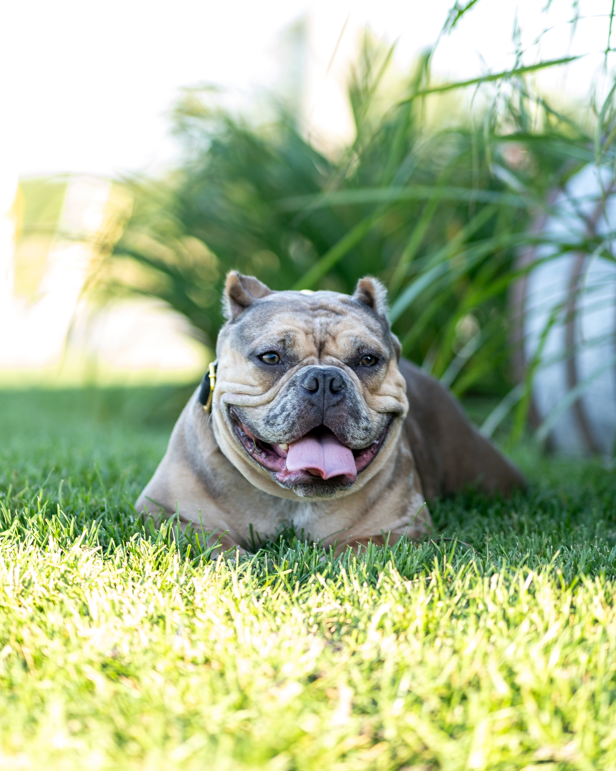 Bulldog captured in an outdoor lifestyle photography moment
