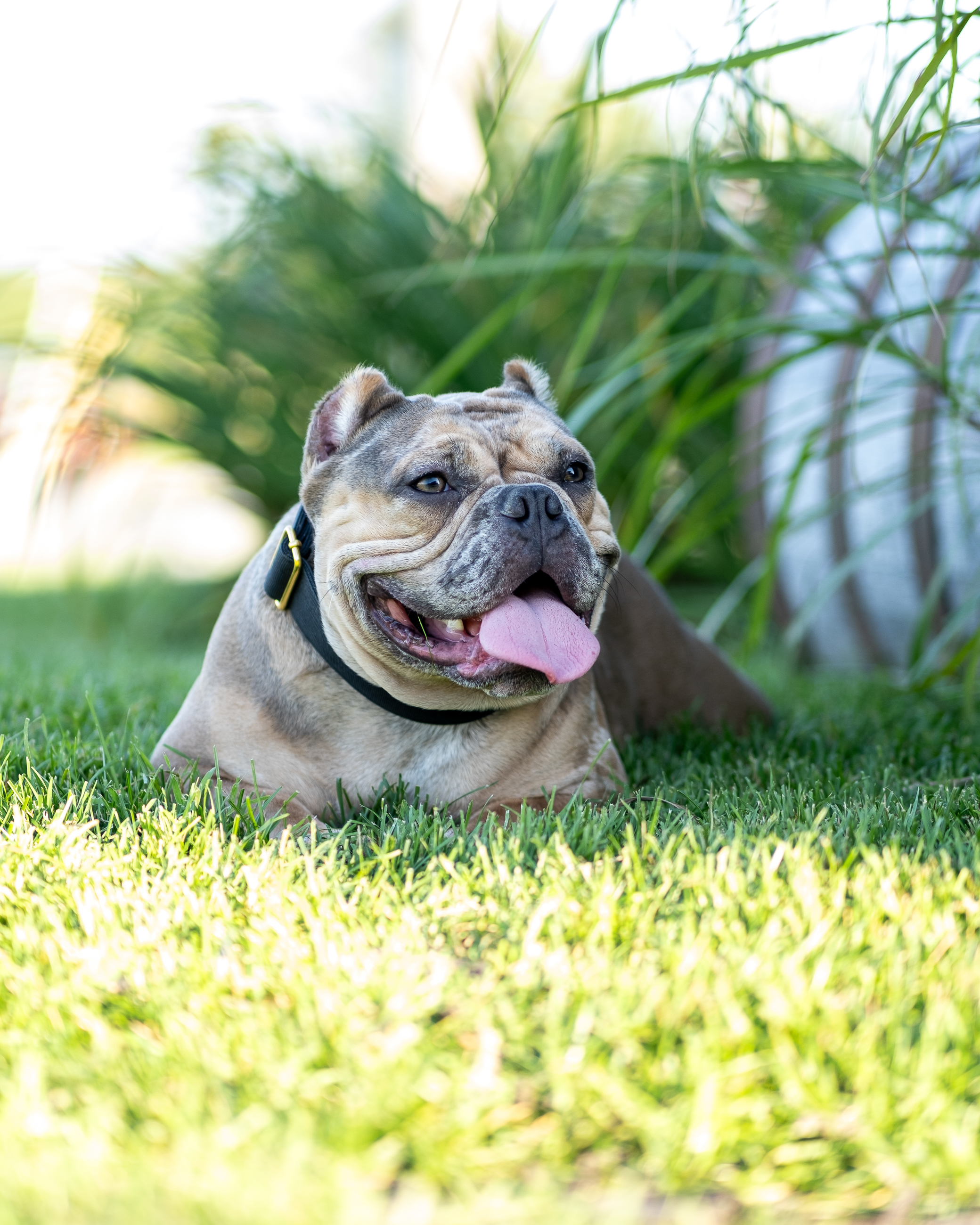 Summer bulldog portrait with outdoor atmosphere
